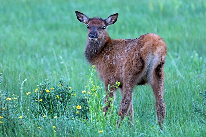 Rutting Around Elk Viewing Tour Review - Tour Overview