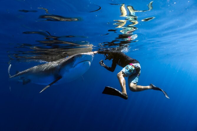 Safe and Educational Shark Dive From Haleiwa: Sharks Guaranteed - Good To Know