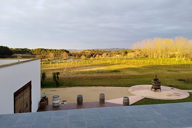 Salento Wineries Tour From Matera - Key Points