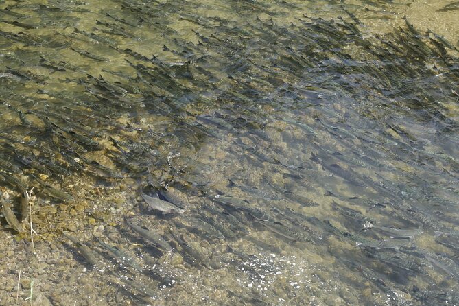 Salmon Watching Experience - Good To Know