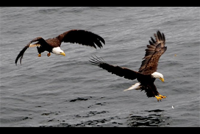 Saltwater Expedition Sightseeing & Wildlife Review - Good To Know