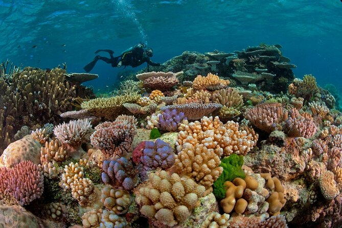 Scuba Diving for Beginners W/ Lunch & Transfer - Sharm El Sheikh - Key Points
