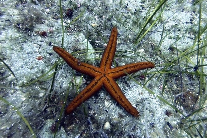Scuba Diving for Beginners With a PADI Instructor Near Heraklion - Overview of the Activity