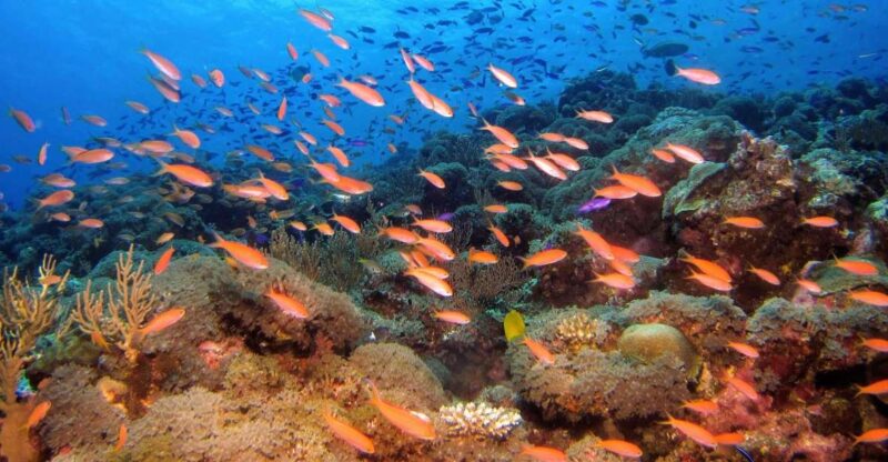 Scuba Diving in Colombo - Good To Know