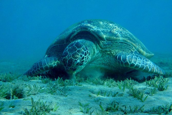 Sea Turtles and Sea Cows While Snorkeling in Port Ghalib - Key Points