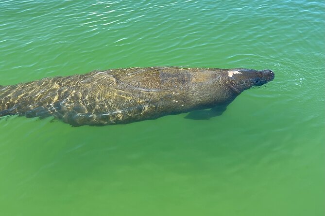 Self Guided Standup Paddle Board EcoTour -Bonita Springs