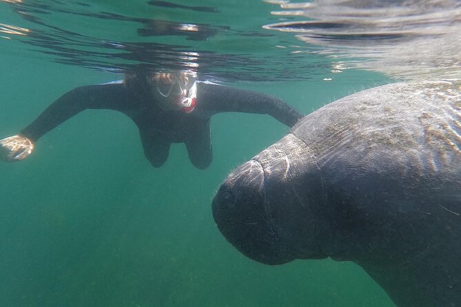 Semi-Private Manatee Swim Tour With In-Water Guide/Photographer - Good To Know