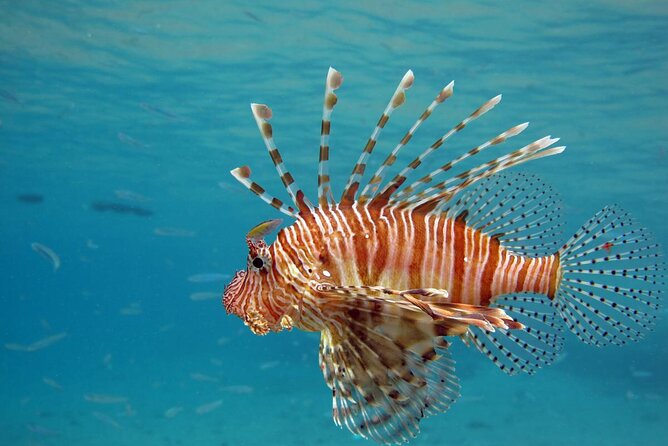 Semi-Submarine Underwater Tour From Hurghada - Key Points