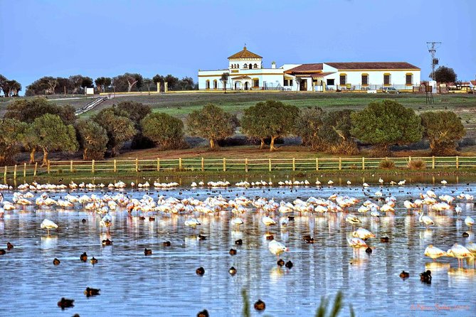 Seville Mountain Bike Tour Dehesa De Abajo Doñana - Key Points