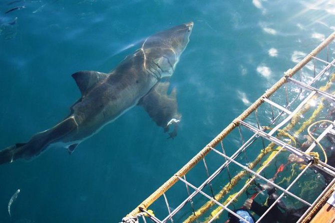 Shark Cage Diving - Overview of Shark Cage Diving