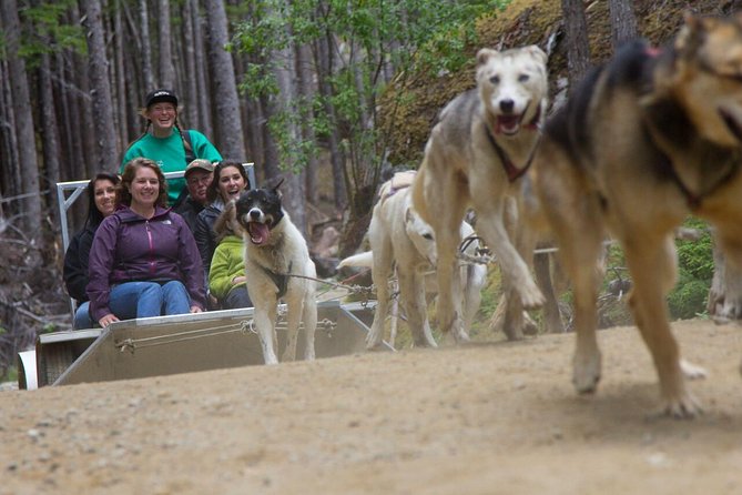Sled Dog Discovery in Juneau - Good To Know
