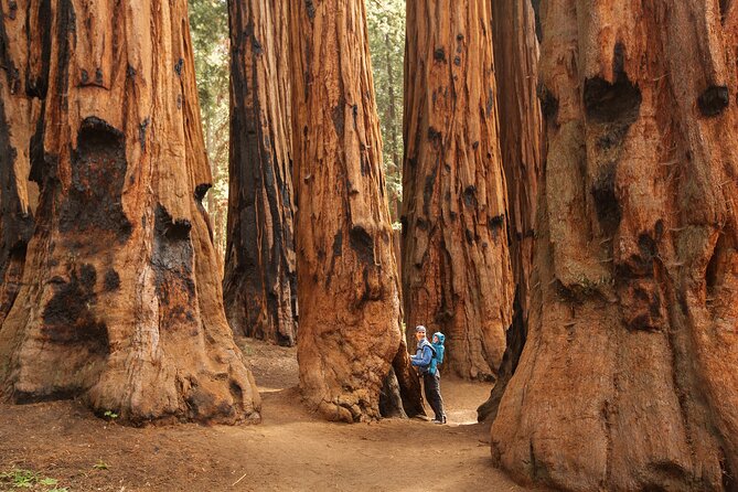 Small Group Sequoia Tour Review - Good To Know