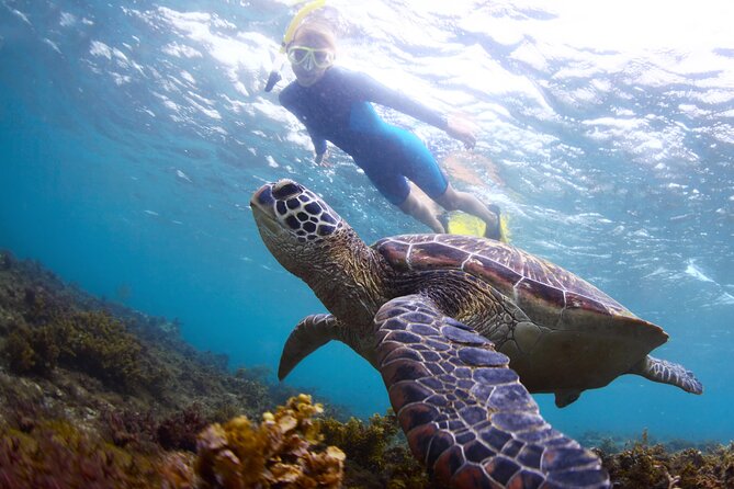 Snorkel With Turtles - Key Points