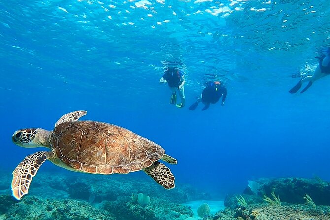 Snorkeling Aguadilla for Families With Children - Key Points