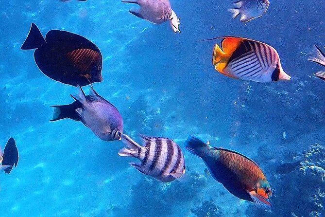 Snorkeling at Blue Lagoon; Starfish; The Rock Restaurant & Paje Beach - Key Points
