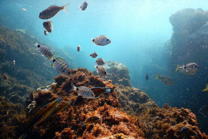 Snorkeling Experience in Terceira Island - Key Points