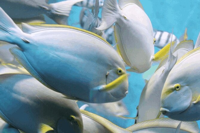 Snorkeling Tour at Lands End in Cabo San Lucas - Key Points