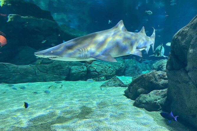 Snorkeling With Giant Turtles, The Odyseo Aquarium & Port Louis - Key Points