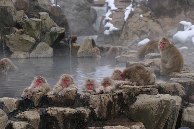 Snow Monkey Park & Miso Production Day Tour From Nagano - Good To Know
