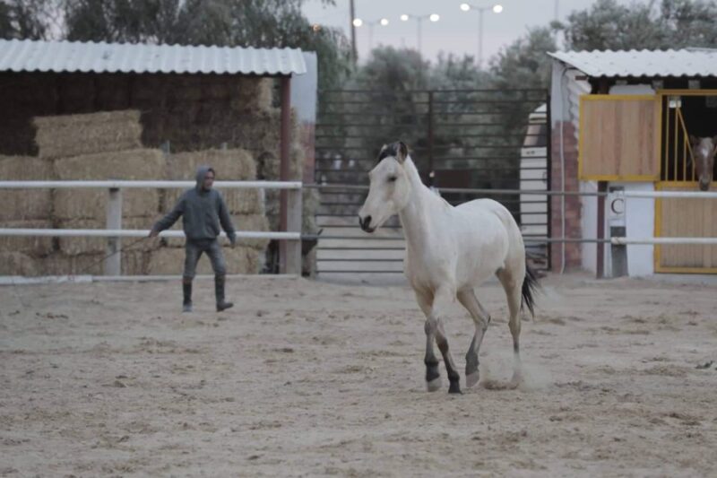 Sousse/Monastir: Private Horseback Riding Trip With Transfer - Good To Know