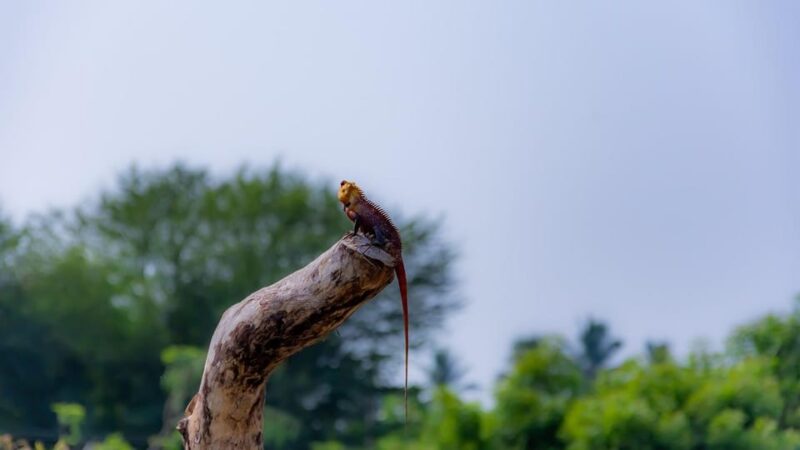 Sri Lanka: Wildlife and Beach - Good To Know