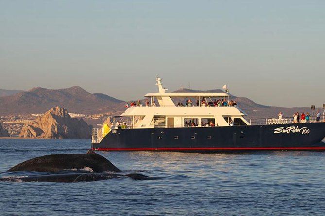 Sunset Dinner Cruise in Los Cabos - Key Points
