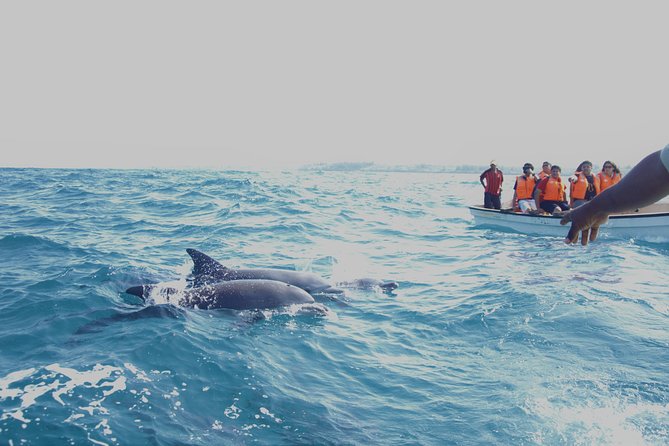 Swim With Dolphin & Jozani Forest National Park Tour Sea Trip - Zanzibar - Key Points