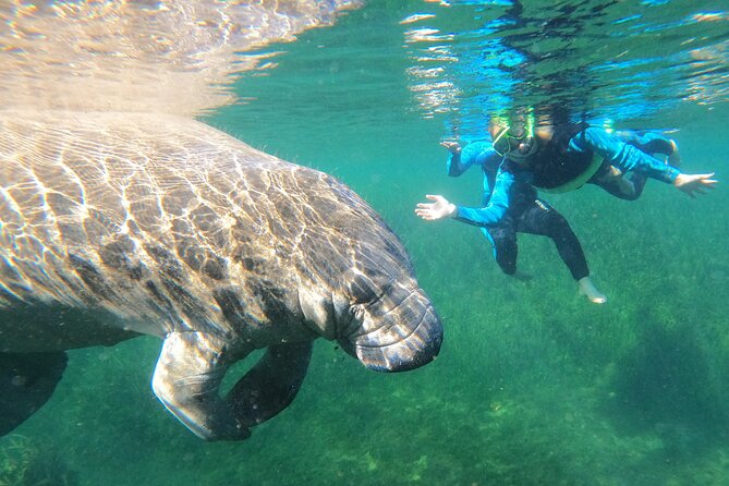 Swim With Manatees In Crystal River, Florida - Good To Know