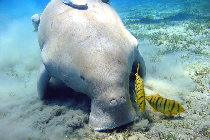 Swimming With Dugong & Turtles in Abu Dabbab & Transfer -Hurghada - Key Points