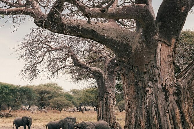 Tanzania Tours Group Sharing 3 Days 2025/2026 - Key Points