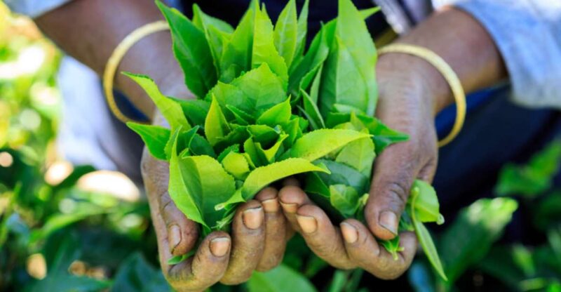 Tea Trail of Nuwara Eliya - Good To Know