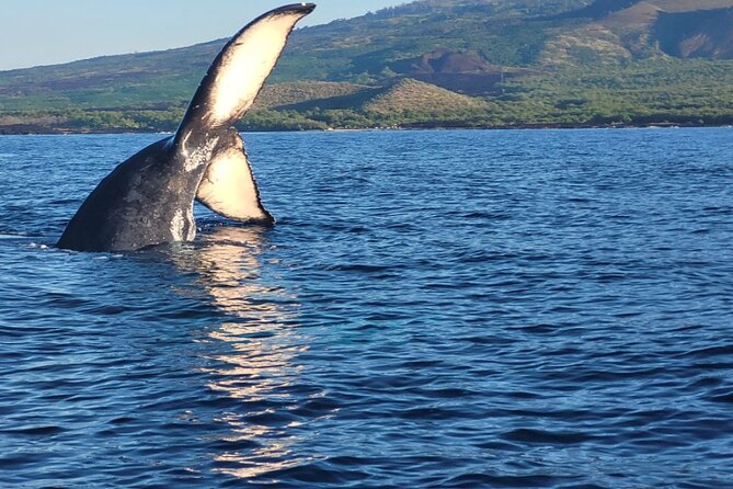 The Best 8 Am 1.5 Hour Whale Watching Tour - Key Points