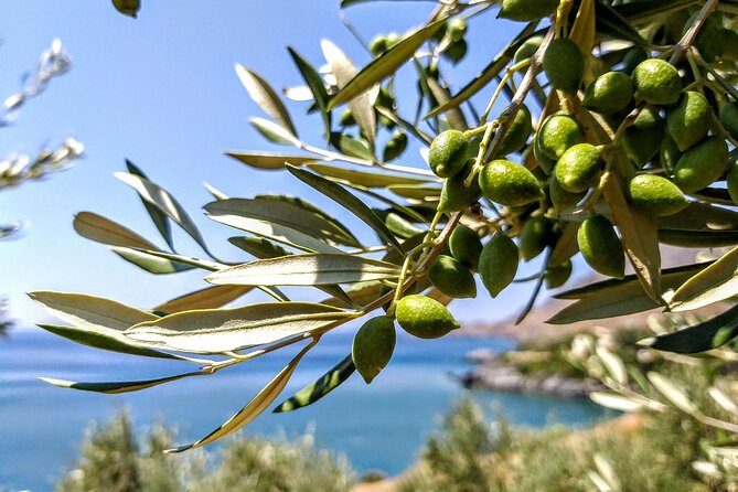 Three Days of Culinary Exploration in Laconia, Peloponnese - Key Points