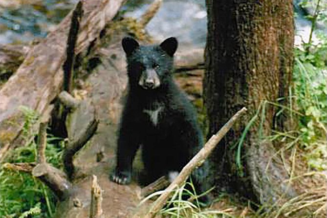 Traitors Cove Bear Viewing - Good To Know