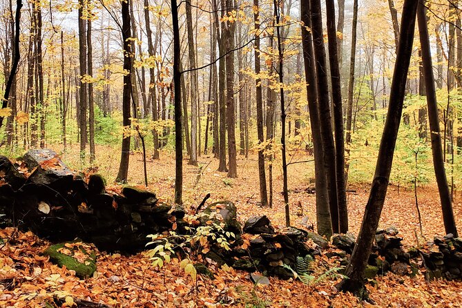 Transformative Forest Immersion: A Mindful Journey for Inner Calm - Key Points