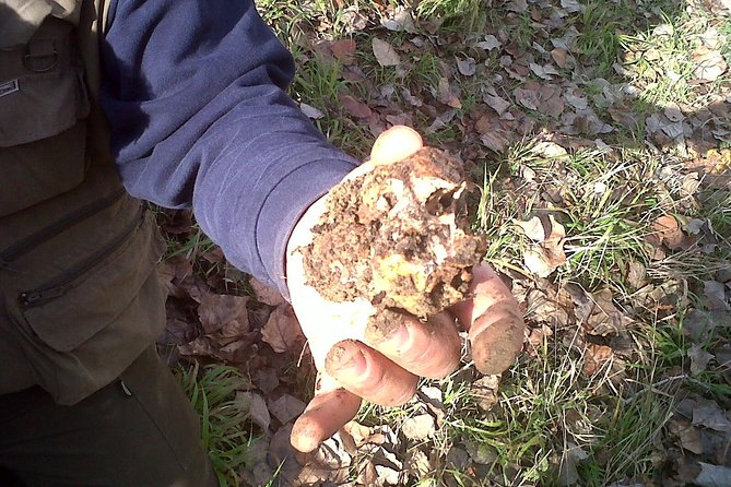 Truffle Hunting in Tuscany: Private Shore Excursion From Livorno Port - Key Points