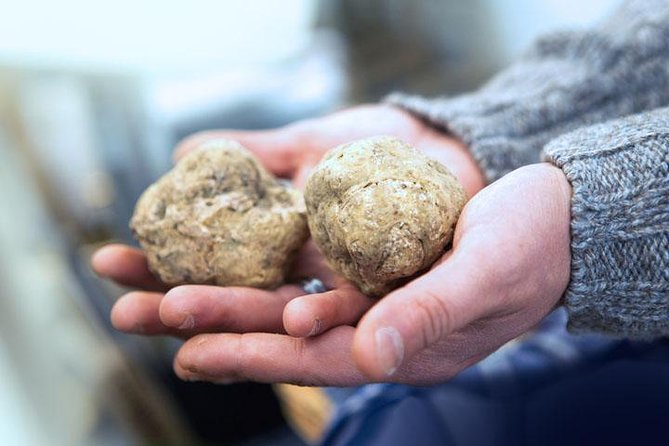 Truffle Hunting & Wine Tasting In Istria (private V.i.p. Tour) - Tour Overview