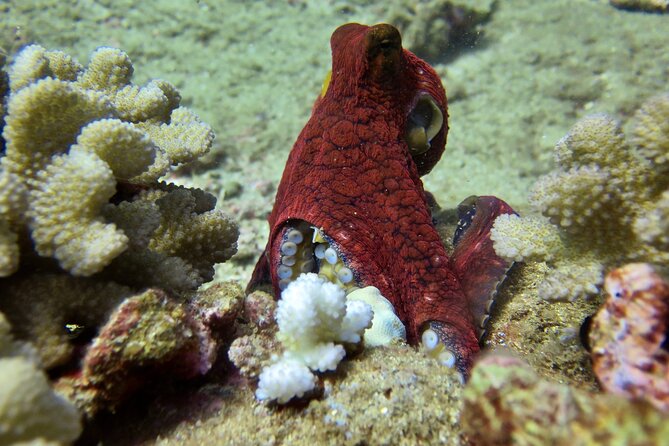 Try Scuba Diving on Kaua'i Review - Good To Know