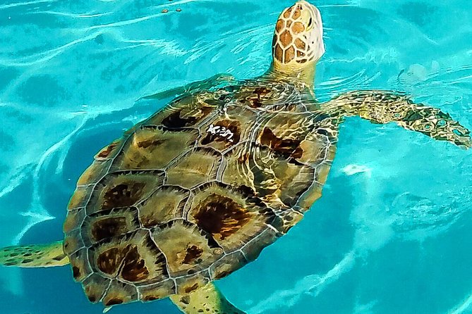 Turtle Hospital and Lower Florida Keys Day Trip From Key West - Key Points