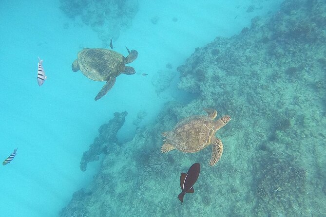 Turtle Snorkeling and Dole Plantation Tour Review - Good To Know