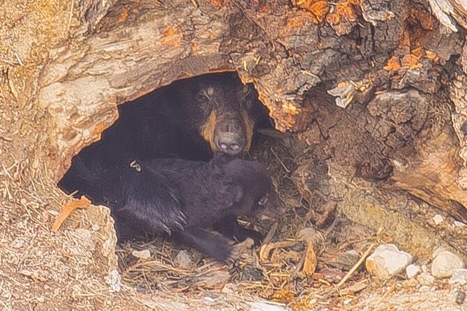 Two Day Fully Private Yellowstone Tour - Key Points