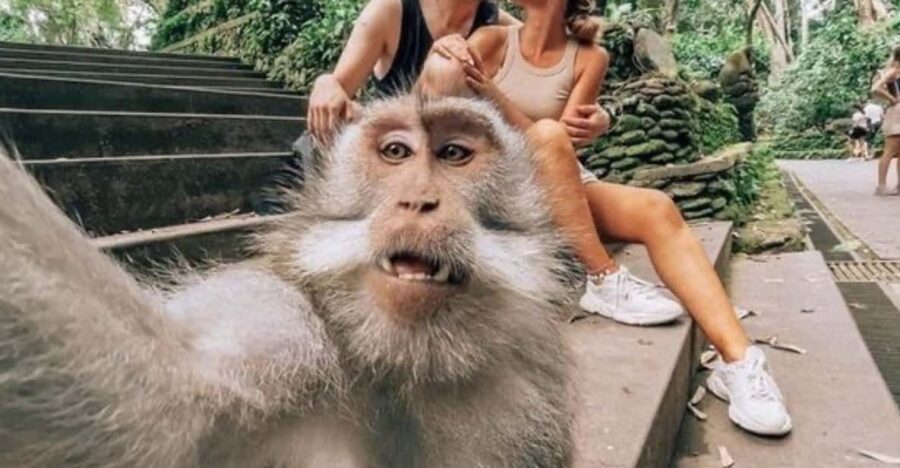 Ubud Tour: Lovely Day With Highlight of Ubud