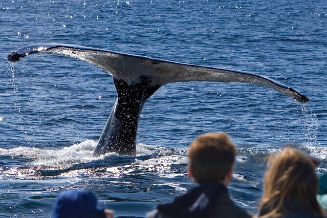 Ultimate Whale Watch and Tracys Crab Shack Combo - Good To Know