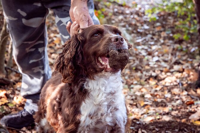 Umbria Truffle Hunting Experience With Brunch - Key Points