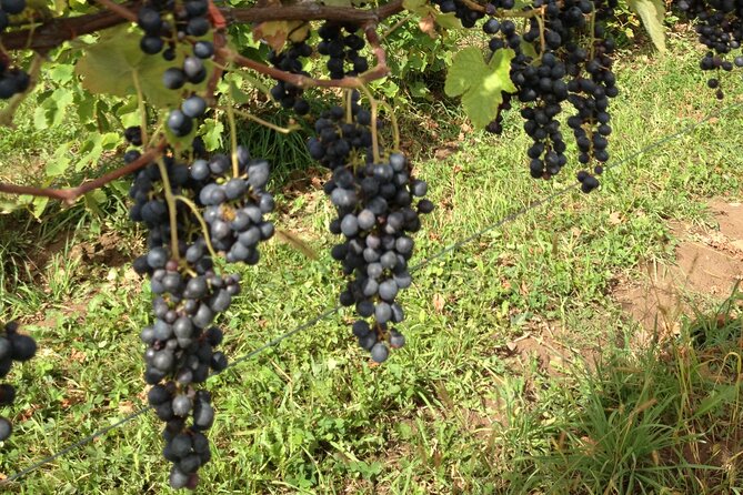 Vintage Wine Tour in Niagara County Review - Good To Know