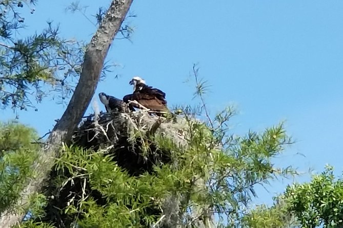 Waccamaw River Nature and Wildlife Tour - Good To Know