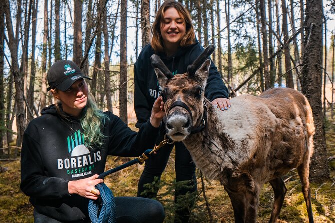 Walking With Reindeer Experience Review - Overview of the Reindeer Walking Experience