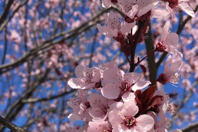 Washington D.C. Cherry Blossom Day Tour Review - Good To Know