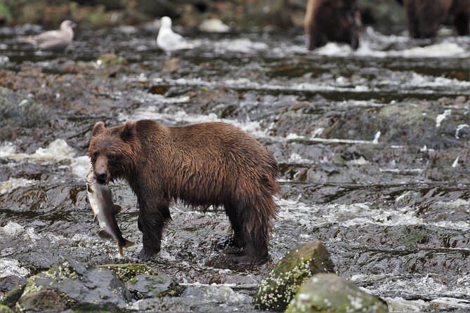 Waterfall Creek Brown Bear Viewing Review - Overview and Pricing