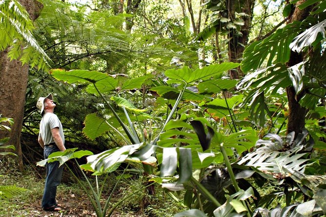 Waterfall & Rainforest Hiking Adventure With Hotel Pickup - Good To Know